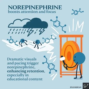 3. neuroscience_finalnorepinephrine